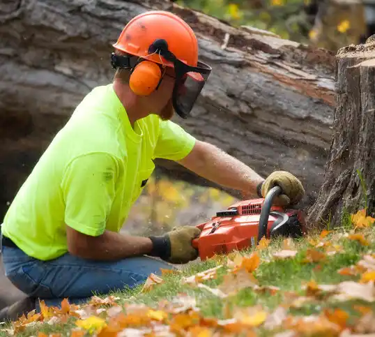 tree services Minden